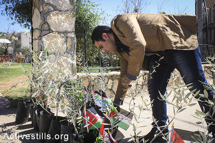 Palestinian volunteers organize an activity to hand out olive trees to families of Palestinian prisoners, in Beita village, West Bank, May 1st, 2014. (Ahmad al-Bazz/Activestills.org 