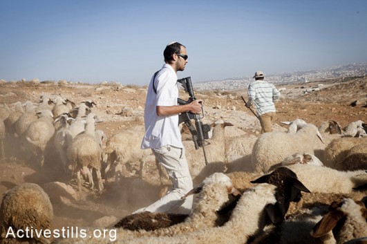 A Jewish settler from the illegal settlement of Mitzpe Yair chases the flock and threatens the shepherds of Gwawis. He is holding an M16 rifle, issued to him by the Israeli army, as part of his paid job as a security coordinator. The law states that he is not allowed to take any action outside the settlements' borders, September 18, 2012. (photo: Shiraz Grinbaum/Activestills.org)