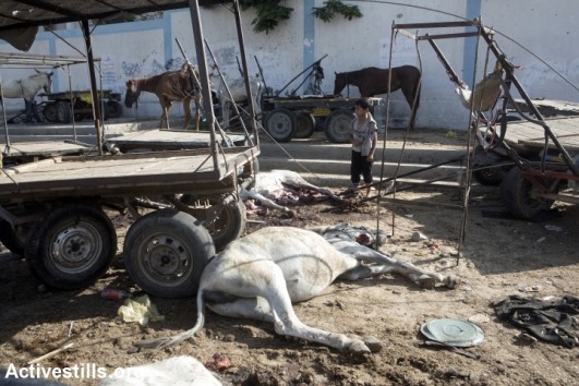Dead horses lie in the street following the overnight Israeli shelling of an UNRWA school where some 3,300 Palestinians were seeking shelter, Jabalia, Gaza Strip, July 30, 2014. At least 20 people were killed in the attack, which injured more than 100. So far, at least 1,300 Palestinians have been killed in Israel's offensive. In addition, 56 Israeli soldiers have been killed, as well as three civilians in Israel (photo: Activestills)