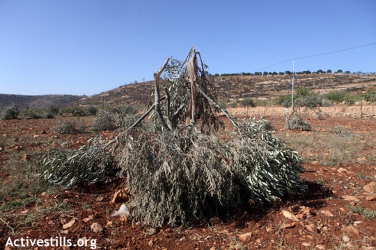 The war on the Palestinian olive harvest