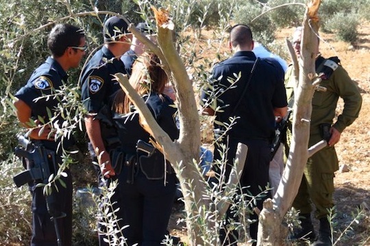 The war on the Palestinian olive harvest - +972 Magazine