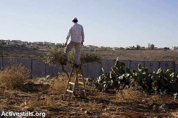 Amira climbs next to the Separation Wall in order to see if Israeli soldiers have arrived to open the agricultural gate.