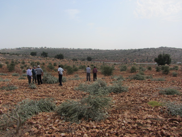 PHOTOS: Hundreds of olive trees destroyed near West Bank village