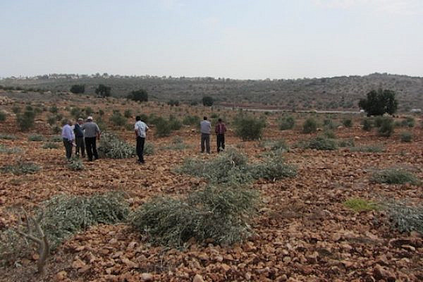 Destroyed olive trees belonging to the Radwan family from the West Bank village of Azun. (photo: 'Abd al-Karim Sa'adi/B'Tselem)