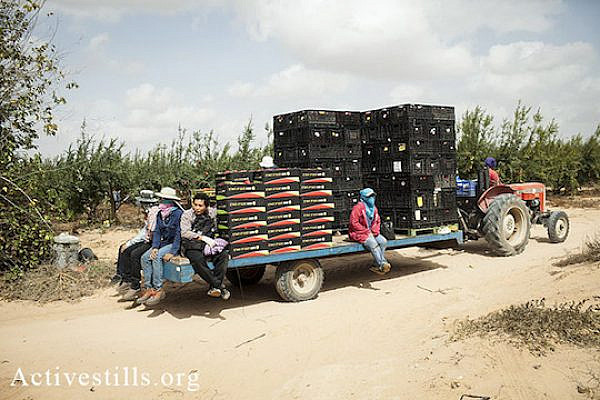 Thai workers on a tractor on the way to start their working day, early hours of October 18, 2013. (Shiraz Grinbaum/Activestills.org)