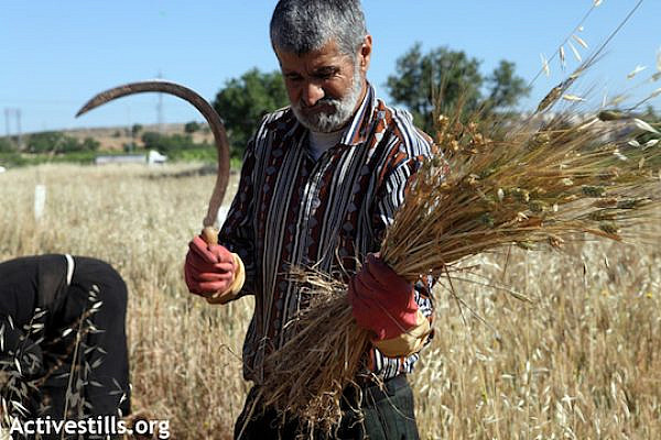 Illustrative photo of a Palestinian farmer working his land (Photo: Anne Paq/Activestills.org)