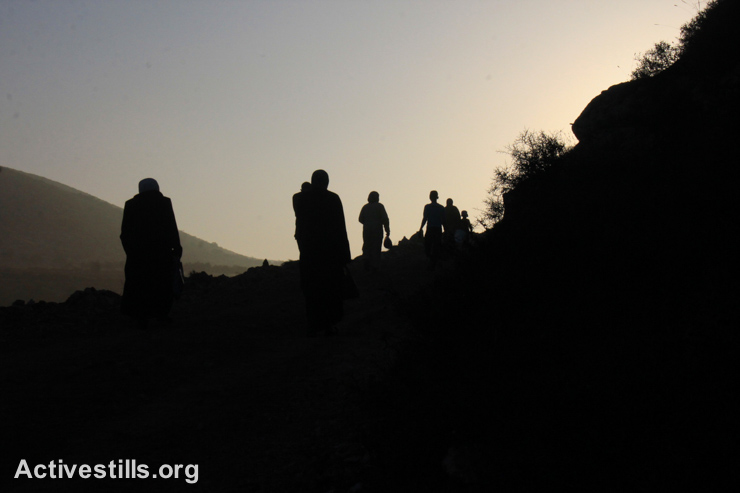 Farmers head to their lands in the early morning hours to harvest olives, Salem village, near Nablus, West Bank, October 10, 2014.