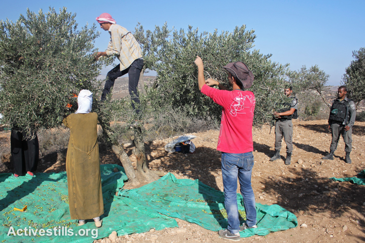 Israeli soldiers watch Palestinian farmers harvest olives in Salem village, West Bank, October 9, 2014.