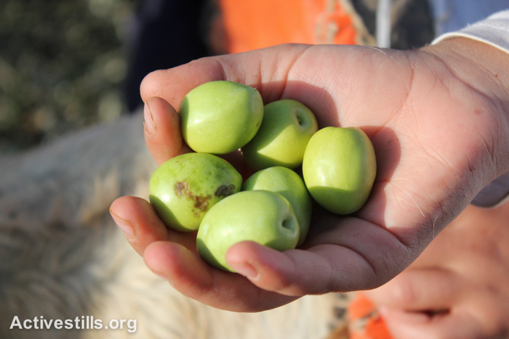 A Palestinian child holds freshly harvested olives, Salem, West Bank, October 9, 2014.