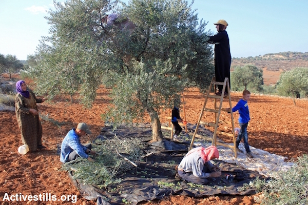 Palestinian farmers harvest olives in Salem village, near Nablus, West Bank, October 9, 2014. Palestinian farmers who have groves behind the Israeli by-pass road are allowed to enter their lands twice a year: during olive harvest season and for tilling soil in April. This year, Salem villagers were allowed to work for five days only. (Photo by Ahmad Al-Bazz/Activestills.org)
