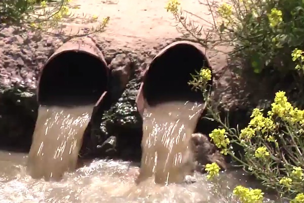 Untreated sewage flows in the West Bank (Social TV)