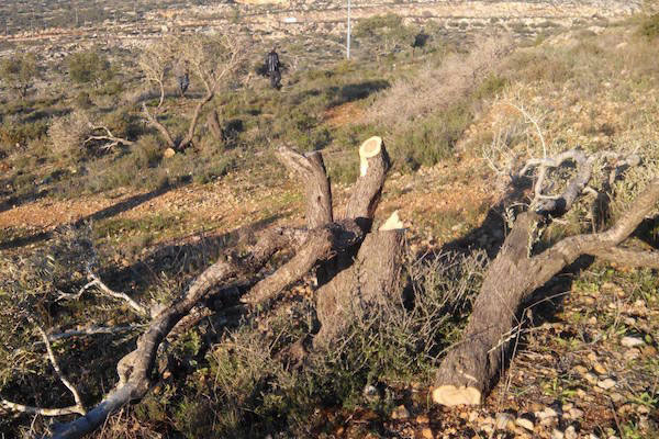 Vandalized trees in the West Bank village of Yasuf, January 11, 2015. (Photo by Zakariya Sadeh/Rabbis for Human Rights)