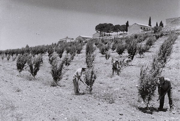 The first incarnation of Kfar Etzion. (photo: Zoltan Kluger/Israeli National Photo Archive)