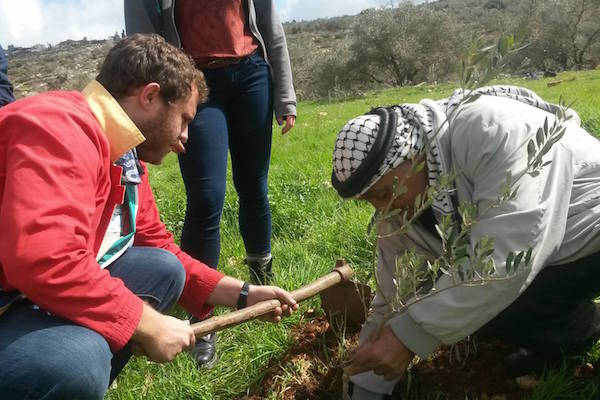 Planting olive saplings in Kfar Yassuf, February 4, 2015. (Photo: Cindy Katz/RHR)