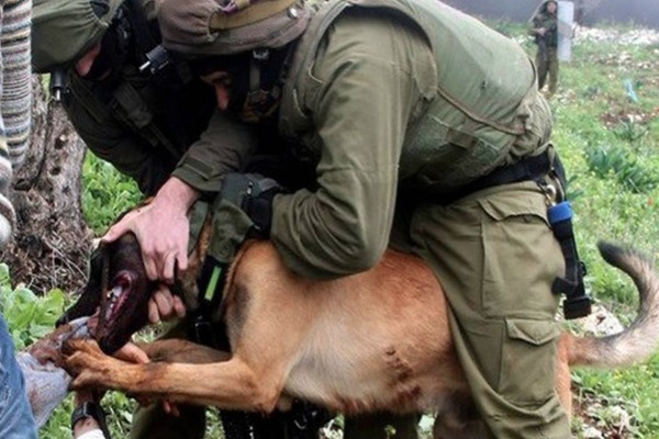 IDF attack dog refused to release his grip on Ahmad Shtawi's arm in Qaddun. (photo: PSCC)