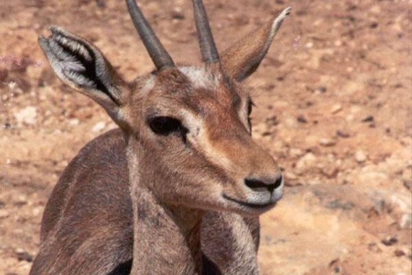 The Palestine Gazelle (Photo: Jerusalem Biblical Zoo)