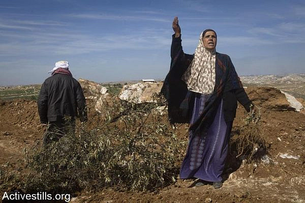 A woman from the West Bank village Susya is seen near olive trees that were cut down by settlers, south Hebron Hills, West Bank, February 22, 2011. (Oren Ziv/Activestills.org)
