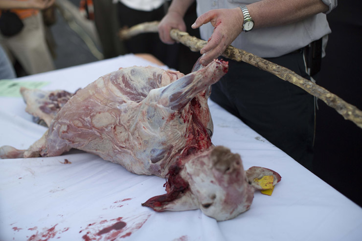 The lamb that was slaughtered as part of a ‘practice run’ of a pre-Passover Temple sacrifice, at-Tur, East Jerusalem, April 18, 2016. (Tali Janner-Klausner/Activestills.org)