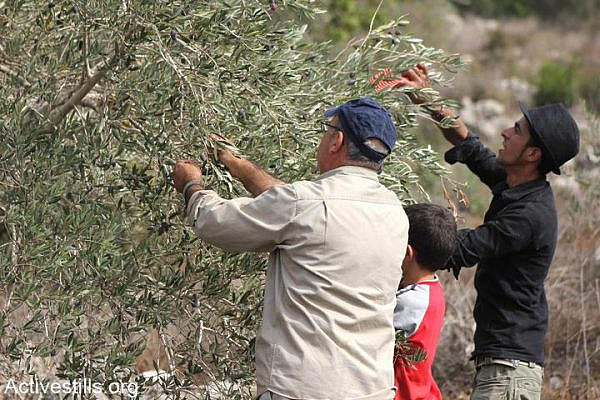 A Palestinian man and child pick olives during the olive harvest season in the West Bank village of Deir Istiya, near Salfit, November 2, 2012. (photo: Ahmad Al-Bazz)
