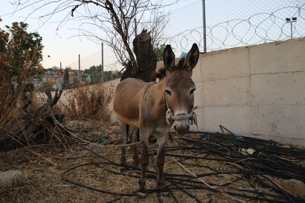A Palestinian donkey (photo: Palestine Animal League)