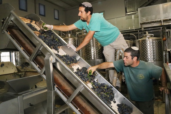 Jewish settlers clean the newly harvested grapes at a winery in the West Bank settlement of Gush Etzion, September 8, 2014. (Gershon Elinson/Flash90)