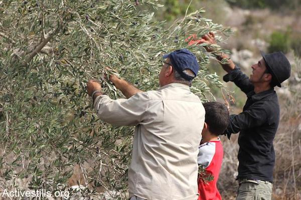 Illustrative photo of the Palestinian olive harvest. (Ahmad Al-Bazz/Activestills.org)