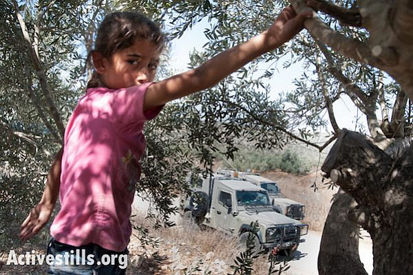 A girl from the West Bank town of Awarta harvests her family's olives in the midst of frequent patrols by the Israeli military, October 13, 2012. Because the Israeli settlement Itamar lies on a neaby hilltop, the residents of Awarta are forced to coordinate permission to harvest their olives from Israeli authorities.