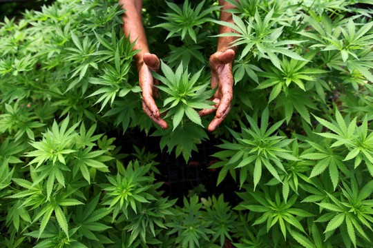 A worker tends to cannabis plants at a growing facility for the Tikun Olam company near the northern city of Safed, August 31, 2010. (Abir Sultan/Flash 90)