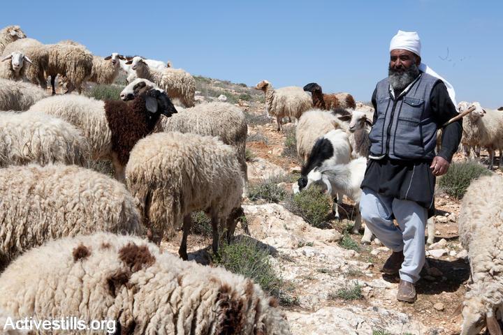 A shepherd walking his herd, seen during a solidarity visit of a Bedouin community in Umm al Khair, South Hebron Hills, March 15th, 2008. (Keren Manor/Activestills.org)