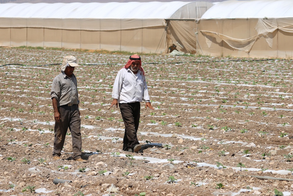 Palestinian farmers walk in their fields, Ein Al Bedia, West Bank. (Ahmad Al Bazz/Activestills.org)