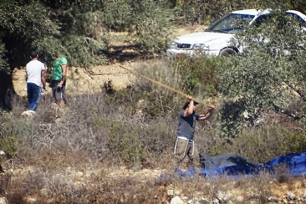 Israelis harvest olive trees belonging to Palestinian famers from the village of Al-Janiya, adjacent to the settler outpost of Zait Ra'anan, West Bank. (Yesh Din)