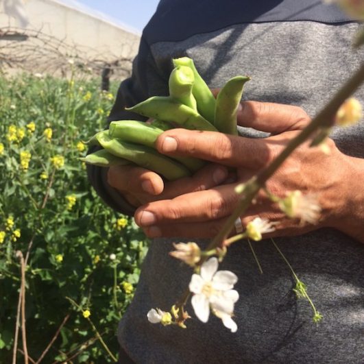 Heirloom fava harvested in the West Bank village of Wadi Fukin. (Courtesy of Vivien Sansour)