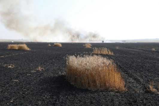 A burned field belonging to kibbutz Nir Oz, after it was lit on fire by kite bombs flown from Gaza, May 15, 2018. (Oren Ziv/Activestills.org)