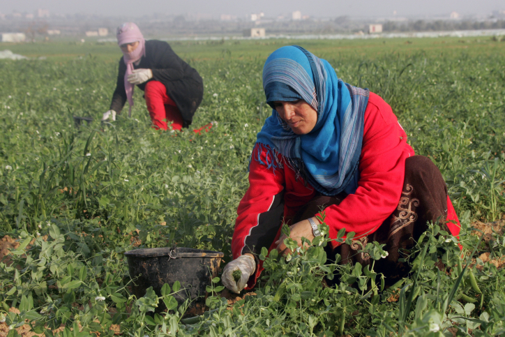 Palestinian workers collect peas during the harvest in a field in Khuz'a, next to the fence between Israel and the southern Gaza Strip on January 27, 2014. (Abed Rahim Khatib/Flash90)