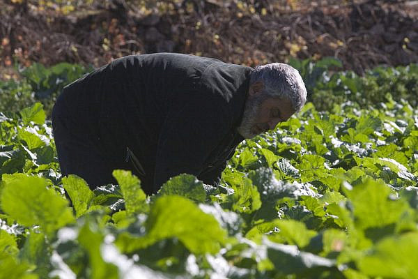 A Palestinian farmer tending to his organic farm in Wadi Fuqin, West Bank, December 10, 2008. (Oren Ziv/Activestills.org)