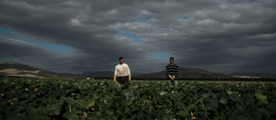 Palestinian workers seen harvesting squash at a field near Moshav Masua, in the Jordan Valley, by the Israeli-Jordanian border. January 08, 2017. Photo by Yaniv Nadav/FLASH90