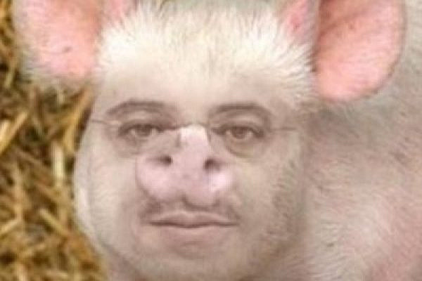Manipulation of MK Ahmad Tibi's face on a pig (photo published on MK Michael Ben-Ari's Facebook page https://www.facebook.com/mkbenari/posts/455205957846271)