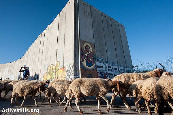 A Palestinian shepherd tends his flocks near the Israeli separation wall close to the Bethlehem checkpoint, August 25, 2012. The Israeli barrier and settlements have rendered 85% of Bethlehem Governorate's agricultural lands off-limits to Palestinian use. (photo: RRB/Activestills.org)