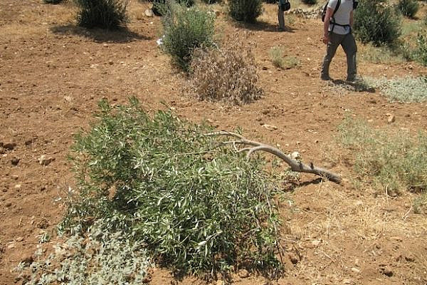 Olive trees destroyed by settlers in at-Tuwani, southern West Bank  (Yaniv Mazor)
