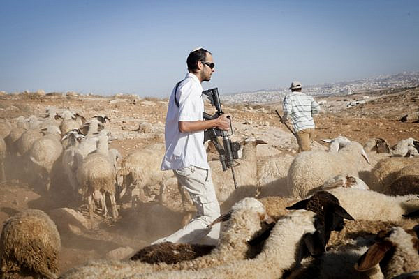 A Jewish settler from the illegal settlement of Mitzpe Yair chases the flock and threatens the shepherds of Gwawis. He is holding an M16 rifle, issued to him by the Israeli army, as part of his paid job as a security coordinator. The law states that he is not allowed to take any action outside the settlements' borders, September 18, 2012.