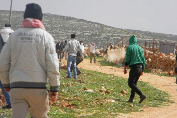 A settler (in white) pointing a gun at Palestinians on the plantations of Qusra, February 23 2013 (photo: Saad Al-Wadi)