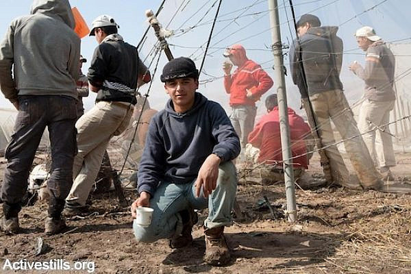 Palestinian youth working under precarious conditions below the minimum wage on plantations in the Jewish settlement of Ma'ale Efrayim, Jordan Valley, March 4th, 2009. (Photo: Keren Manor/Activestills.org)