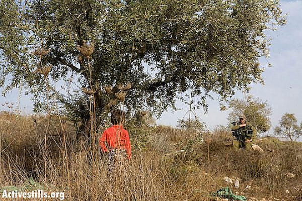 File photo of an Israeli soldier approaching a Palestinian child during the olive harvest near Qedumim, West Bank, Octover 14, 2008. (Photo by Keren Manor/Activestills.org)