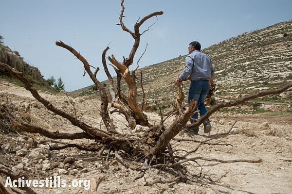 Daoud Nassar inspects the destruction of his family's grove of some 1,500 fruit trees near the West Bank village of Nahalin, June 3, 2014. On May 19, Israeli forces bulldozed the family's groves, which contained mature apricot, apple, grape, almond, and fig trees planted 10 years previous. The army claims that it is state land, but the Nassar family has documents proving ownership of their land, also known as "Tent of Nations" dating back to the Ottoman period. The family's land is virtually surrounded by the Gush Etzion settlement bloc which, like all settlements in the occupied Palestinian territories, is illegal under international law. (Activestills.org)
