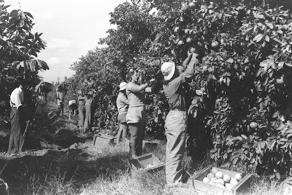 Workers pick oranges in Palestine in 1938. (Photo by Kluger Zoltan/GPO)
