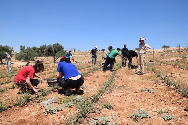 All That’s Left activists planting working on the za’atar field in Susya, June 13, 2015. (Photo: Michael Schaeffer Omer-Man)