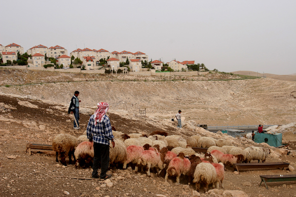 A man from the Jahalin tribe herds his sheep in his village near the Israeli settlement of Maale Adumin, West Bank, May 19, 2005. (Yaniv Nadav/Flash90)