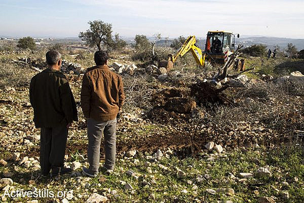 Palestinians watch as Israeli bulldozers uproot their olive trees in order to pave a settler-only road, Izbat Tabib, West Bank, January 16, 2017. (Keren/Manor/