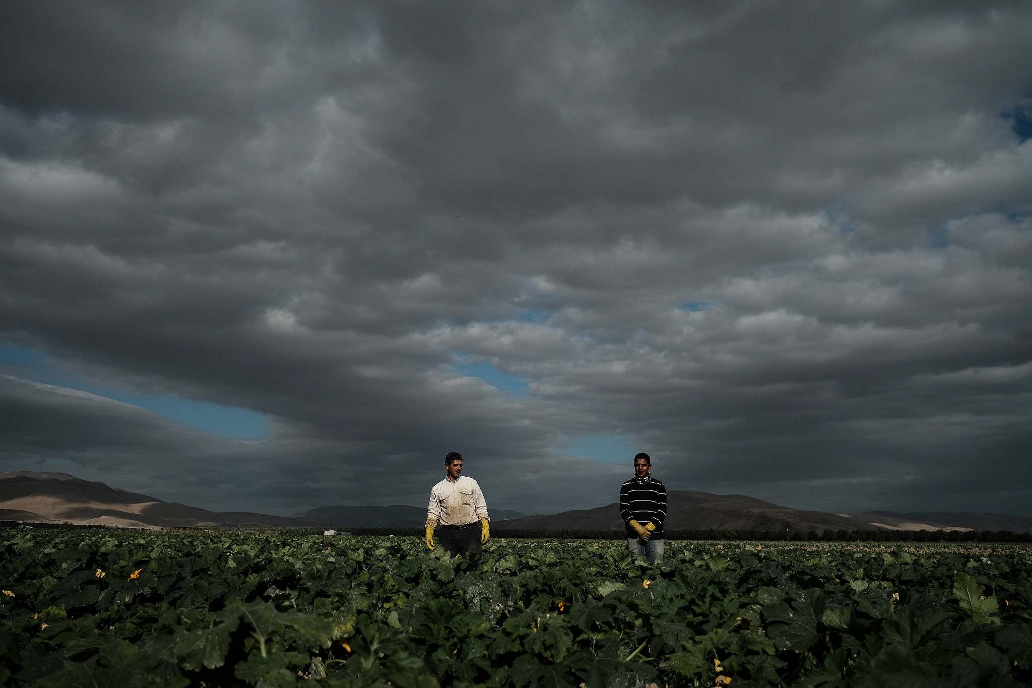 Palestinian workers seen harvesting squash at a field near Moshav Masua, in the Jordan Valley in the occupied West Bank, January 8, 2017. (Yaniv Nadav/Flash90)