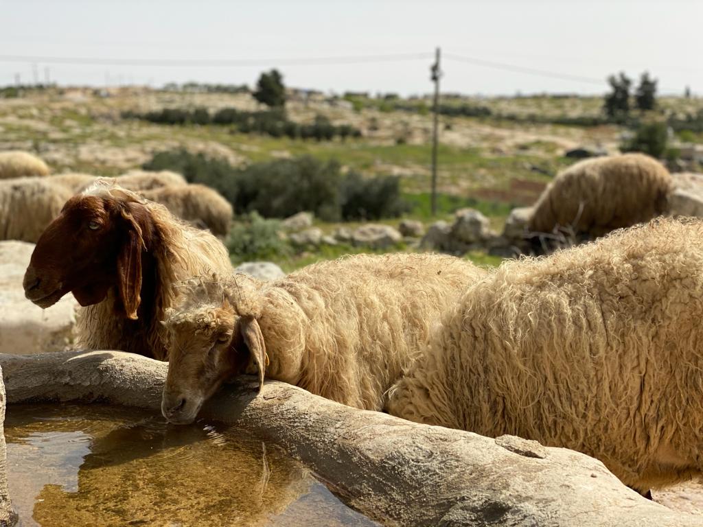 Sheep stop for a drink at a cistern outside of Susiya, West Bank, March 20, 2021. (Natasha Westheimer)